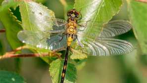 Dragonfly pochybné, alebo belonoska je malá